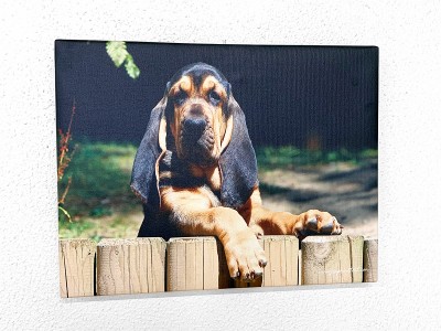 Toile "saint hubert chiot"