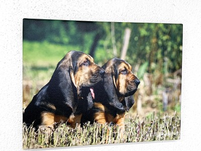 Toile "saint hubert"